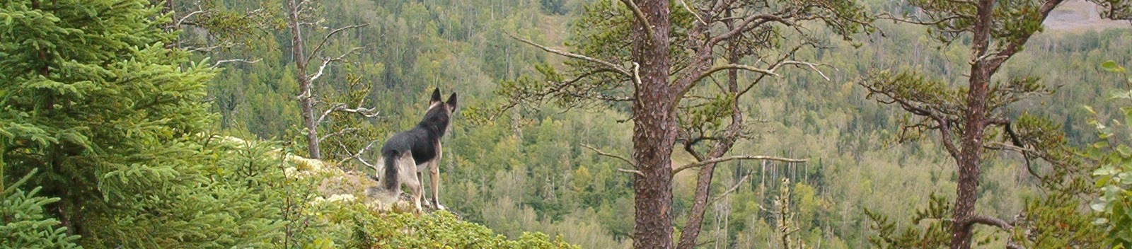 Dog hiking the palisades