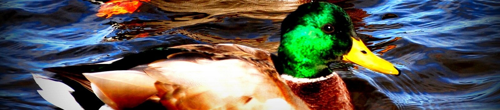 Duck Swimming